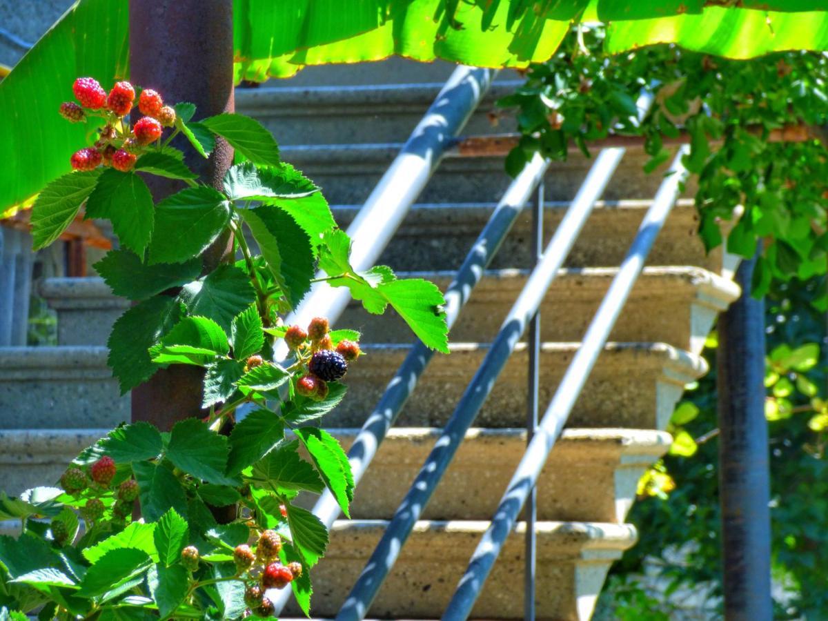 Veli Guest House • Საოჯახო Სასტუმრო Ველი Zemo Alvani Dış mekan fotoğraf